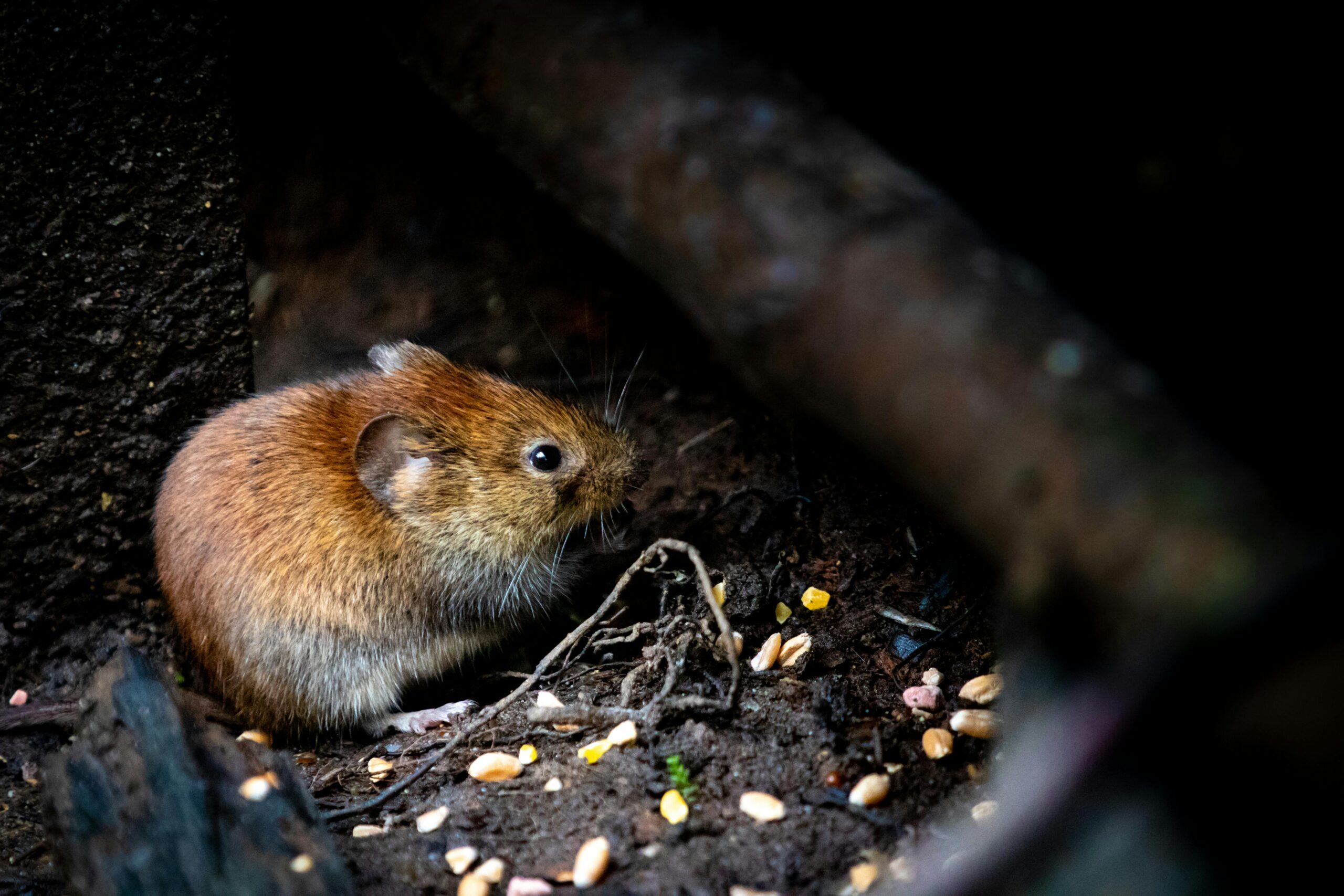 A small brown rodent nestled among forest debris, showcasing its natural habitat.
